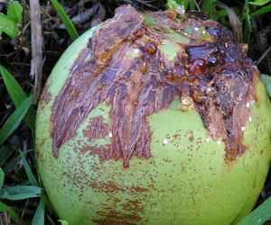 Description: http://agritech.tnau.ac.in/expert_system/coconut/coconut/images/diseases/eriophyid_mite002.jpg